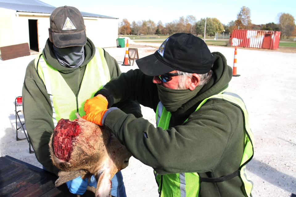 Chaz Kleeman and Ben Buckner extract lymph nodes at a mandatory Chronic Wasting Disease sampling site in Bolivar Nov. 14, 2021.