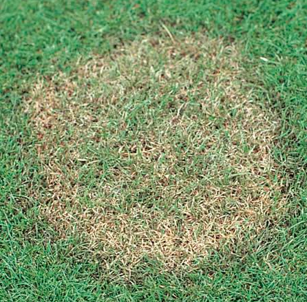 Brown patch is identifiable by its dry, straw-like borders. (Photo: Scotts)