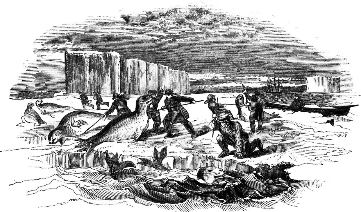 Dibujo de caza de focas en el hielo del libro _A voyage of discovery and research in the southern and Antarctic regions, during the years 1839-43_, de James Clark Ross. <a href="https://commons.wikimedia.org/wiki/File:Seal_hunting-Voyage_Southern_and_Antarctic_Regions-2-1847-0047.jpg" rel="nofollow noopener" target="_blank" data-ylk="slk:Wikimedia Commons;elm:context_link;itc:0;sec:content-canvas" class="link ">Wikimedia Commons</a>