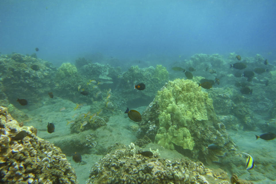 This March 22, 2018, photo provided by The Nature Conservancy, Hawai'i and Palmyra shows the Wahikuli area near Lahaina off the island of Maui, Hawaii. (Ryan Carr/TNC via AP)