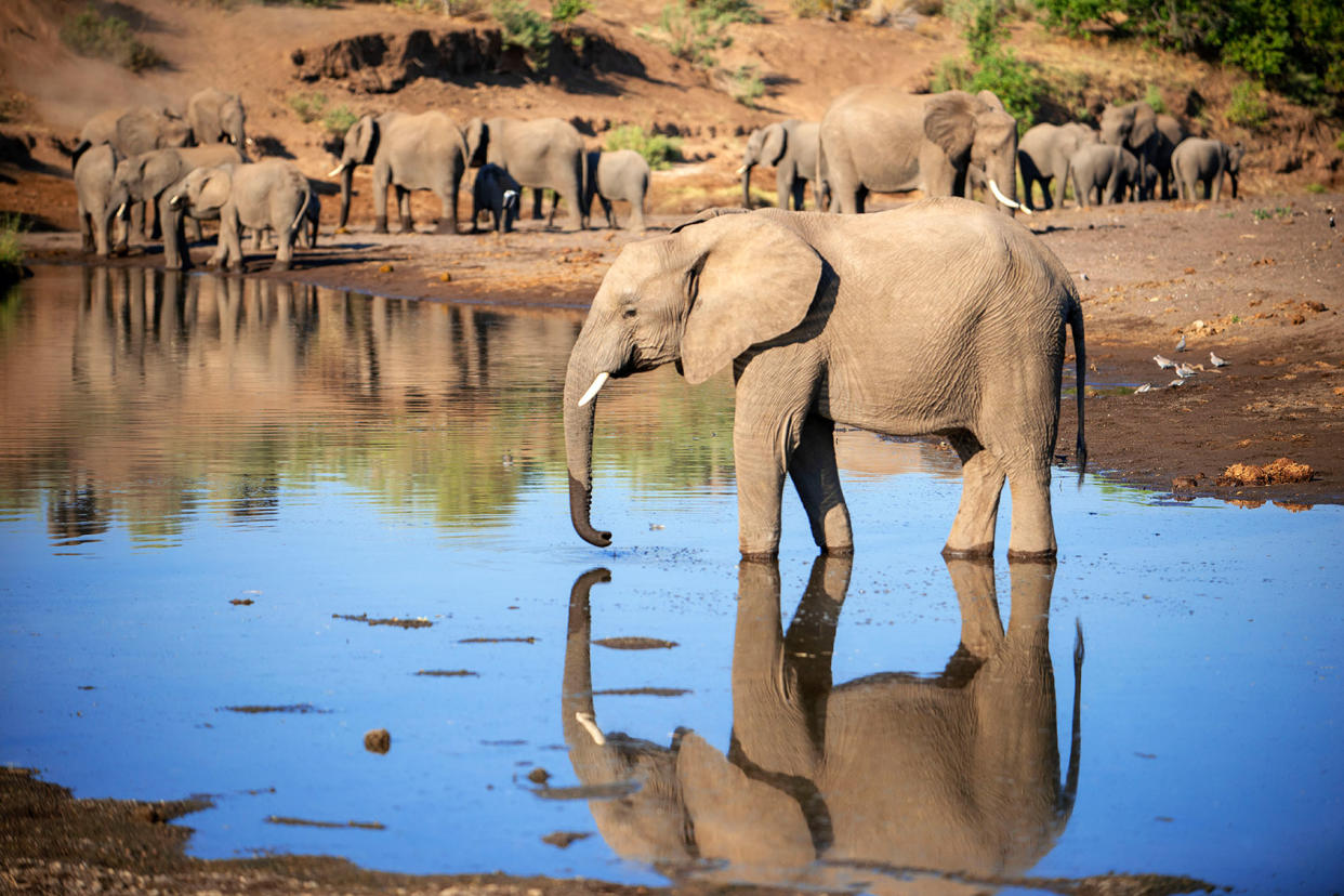 African elephant Sergi Reboredo/VW Pics/Universal Images Group via Getty Images