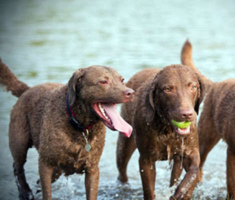 why do some dogs love water