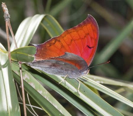 A butterfly species known as Florida Leafwing is shown in this undated handout photo provided by the United States Fish and Wildlife Service August 11, 2014. REUTERS/Holly Salvato/United States Fish and Wildlife Service/Handout via Reuters