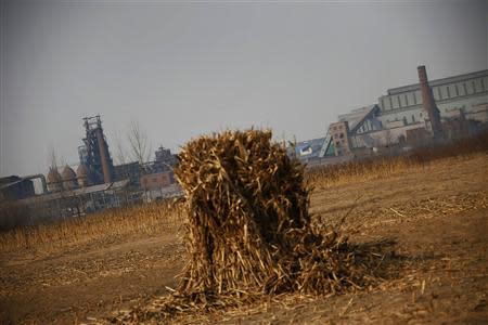 A pile of corn stalks are seen next to a dried-up corn field near an abandoned steel mill of Qingquan Steel Group in Qianying township, Hebei province February 18, 2014. REUTERS/Petar Kujundzic