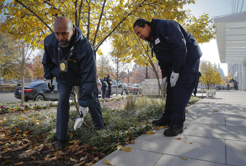 Pest Control Officers Gregory Cornes, left, and Andre Pitman, both from the D.C. Department of Health's Rodent Control Division, searching the flower beds for rat burrows near U.S. Capitol building in Washington, Wednesday, Nov. 21, 2018. The nation’s capital is facing a spiraling rat infestation, fueled by mild winters and a human population boom. Washington’s government is struggling to keep pace (AP Photo/Pablo Martinez Monsivais)