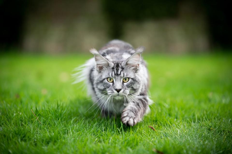 Pet cats can be highly effective hunters if allowed to roam outdoors. Shutterstock