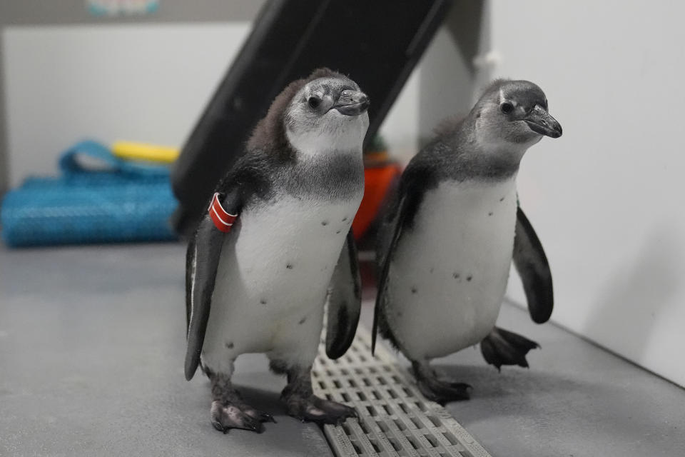 African penguin chicks Nelson, left, walks next to Alice, both born in November 2023, at the California Academy of Sciences in San Francisco, Thursday, Feb. 8, 2024. The museum in San Francisco's Golden Gate Park has a bounty of African penguin chicks after 10 hatched in just over a year as part of an effort to conserve the endangered bird. (AP Photo/Jeff Chiu)