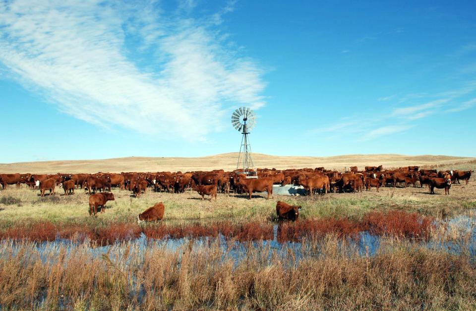 In this photo provided by Charlie Wilson, a herd of Red Angus cattle stay close to a watering hole and the windmill at the Wilson ranch Wednesday, June 27, 2012, near Lakeside, Neb. Across the country, more than 900 heat records have been broken in the past week. If the forecasts hold, an intense heat wave gripping the center and western portion of the country could mean more will fall. (AP Photo/Courtesy Charlie Wilson)
