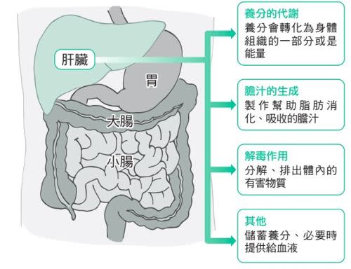 肝臟,癌症