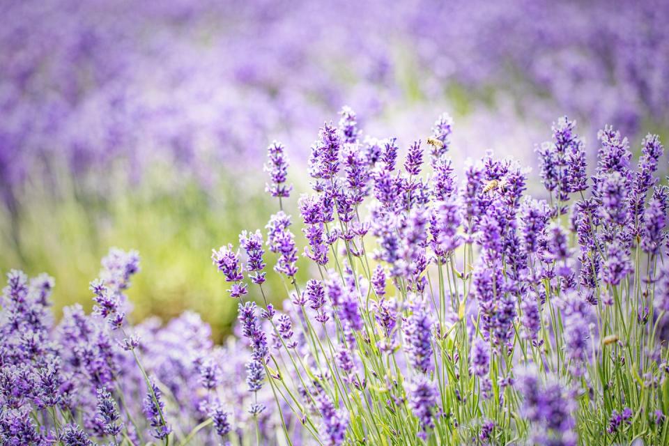 english lavender plants