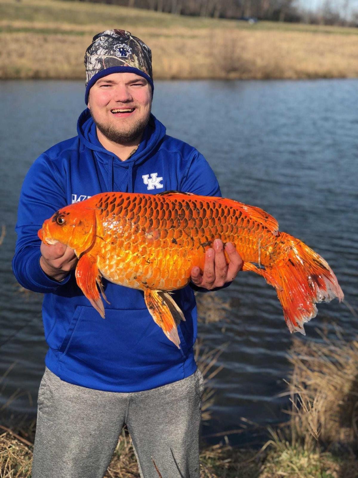 Stop tossing your pet goldfish in lakes, officials warn. 'They grow bigger  than you think