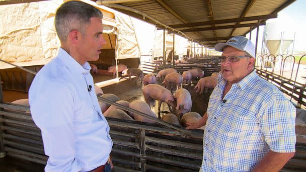 PHOTO: Jerry Coelho, owner of Terra Linda Farms in Riverdale, Calif., raises several hundred pigs in conditions that comply with Prop 12. His gestation crates allow sows to come and go freely. (ABC News)