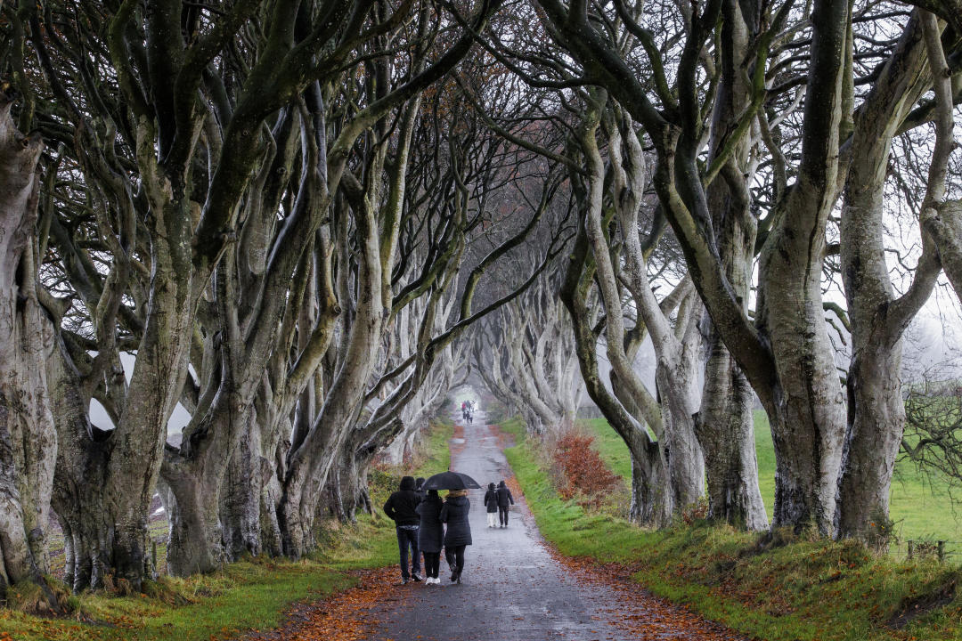 People walking along the Dark Hedges as workmen begin the operation to remove a number of trees in Northern Ireland's famous Dark Hedges, near Armoy in Co Antrim, amid concerns they could pose a risk to the public. The tunnel of trees became famous when it was featured in the HBO fantasy series Game Of Thrones and now attracts significant numbers of tourists from around the world. Six of the trees are being removed and remedial work will be carried out on several others. Picture date: Monday November 20, 2023. (Photo by Liam McBurney/PA Images via Getty Images)