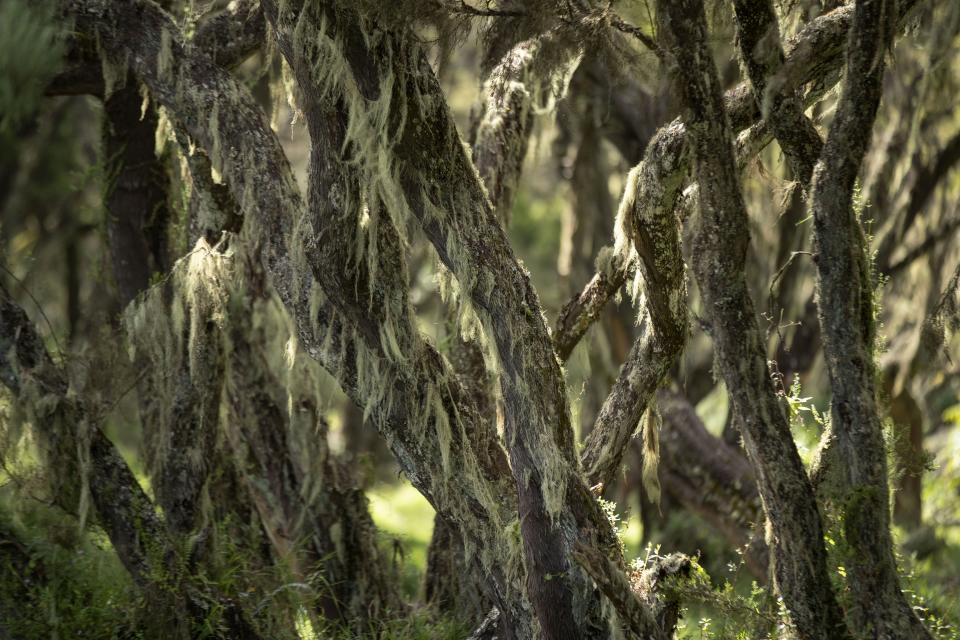 Some of the trees that could be cut down for a new tarmac road are visible at the Aberdare National Park in Nyeri, Kenya, Jan. 24, 2024. The Kenyan government wants to build a tarmac road to connect two counties through the Aberdare Range and scientists and conservationists say the project would have an irreversible impact on the ecosystem. (AP Photo/Brian Inganga)