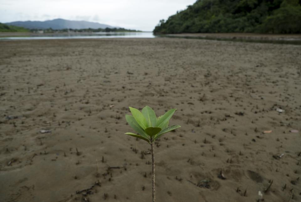 In this Sept. 21, 2019 photo, a seedling stands tall along a river bank in Jaque, in the remote province of Darien in southeast Panama, Saturday. Each dusk, volunteers go out to walk a stretch of the Panamanian beach in search of nests where turtles lay their eggs and take them to a hatchery safe from predators. (AP Photo/Arnulfo Franco)