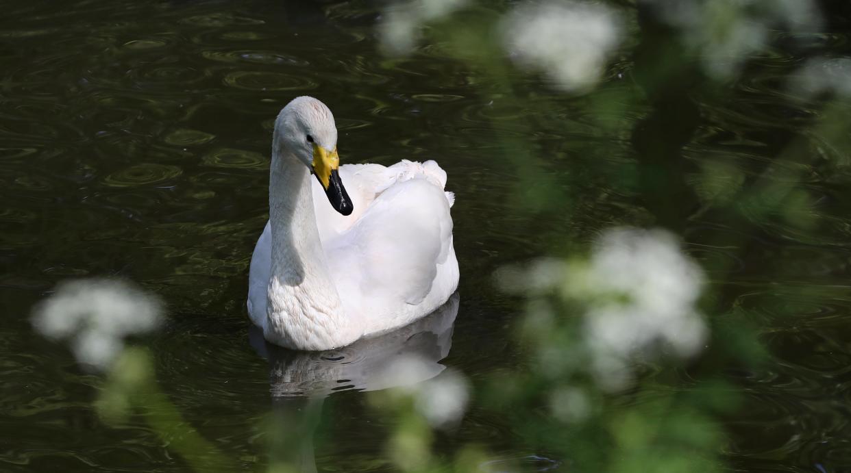 (stock image of swan) (PA Wire)