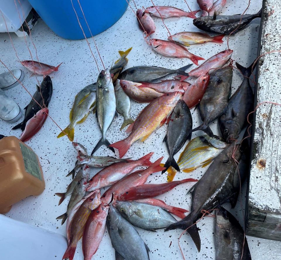 Stringers aplenty these days on the Sea Spirit party boat out of Ponce Inlet.