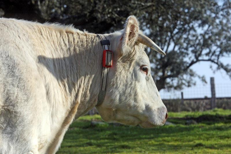 En Reino Unido la ley establece que los animales deben de ser aturdidos antes del sacrificio, pero permite los ritos Halal y Kosher. (Foto: EFE/Archivo)