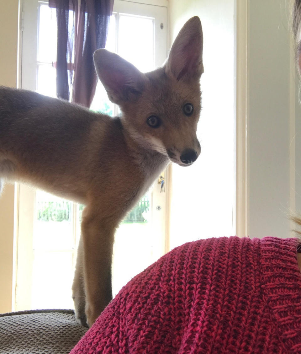 <em>Concerns – a charity has expressed concerns that foxes shouldn’t be kept as pets, and Natalie has admitted she wouldn’t recommend other people keeping one</em>