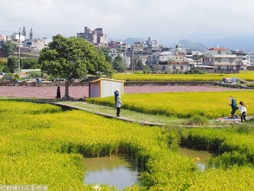 2023關西仙草花生活節