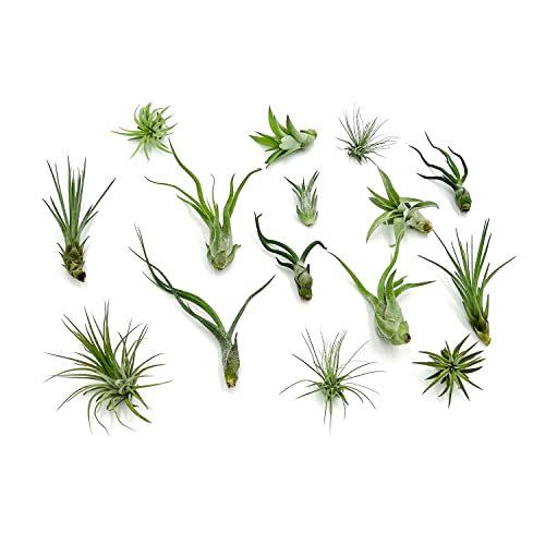 18) Air Plants