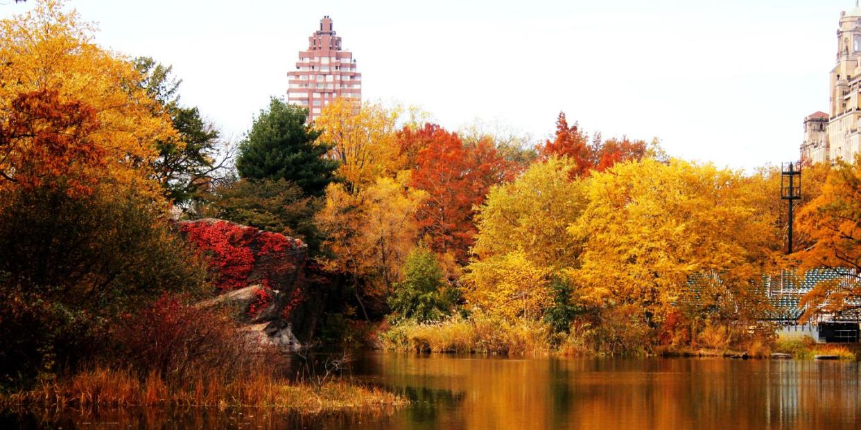 the central park reservoir surrounded by trees with blazing fall foliage, with buildings peeking through in the background