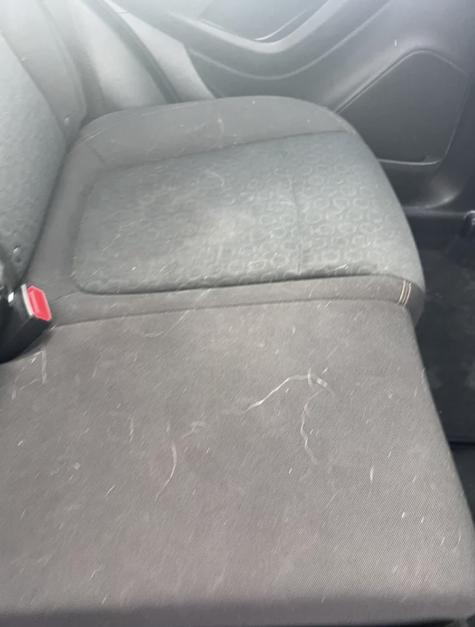 dog hair all over someone's car seats