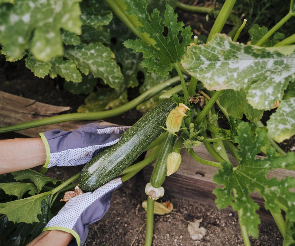 Someone harvesting a large zucchini off the plant in the vegetable garden