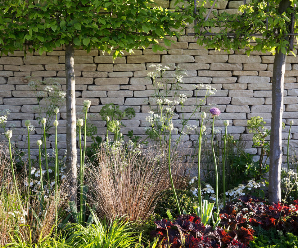 pleached lime trees against a stone wall