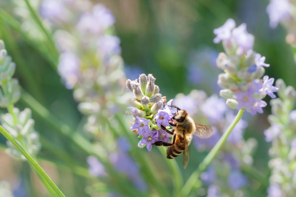 macro of bee on a lavender flower