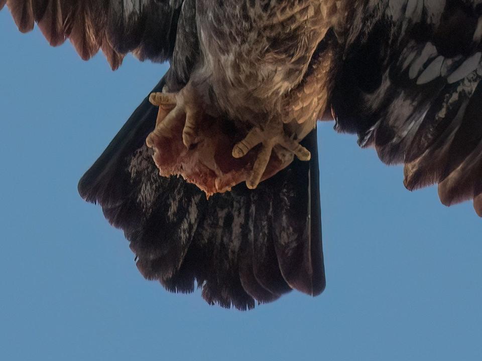 A close up shot of a bald eagle's claws clenching a slice of pizza against a blue, cloudless sky