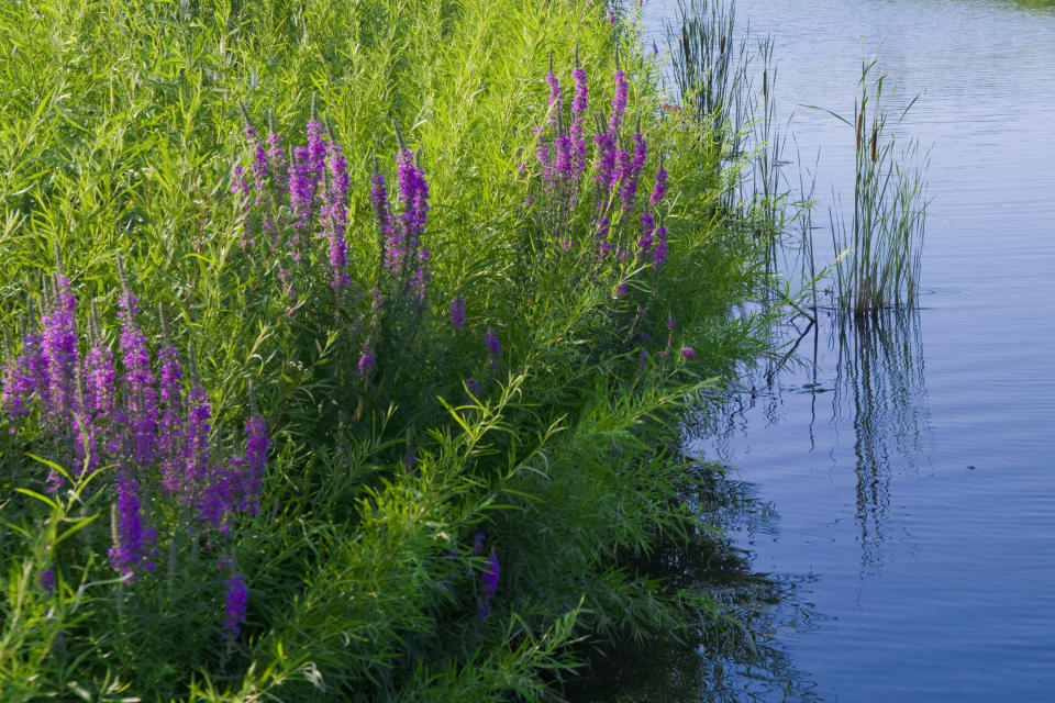 This image provided by Chicago Botanic Garden shows purple loosestrife (Lythrum salicaria.) Purple Loosestrife is an invasive plant that threatens wetlands and chokes out food sources and habitat for wildlife. (Chicago Botanic Garden via AP)