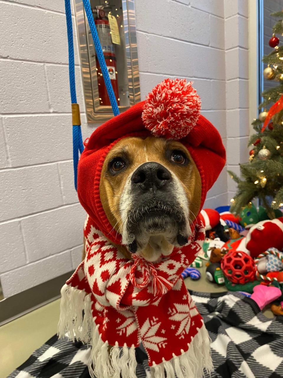 Maxine, who is thought to be around 7, has been at the Gaston County animal shelter since October. Shelter staff said she is sweet and easy to walk.