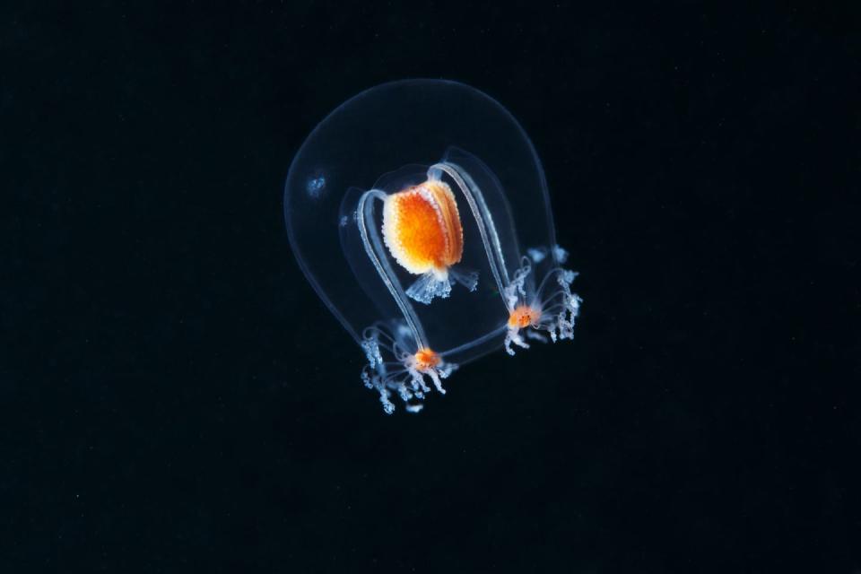 Light Bulb Jellyfish