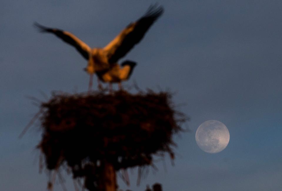 The Pink Full Moon rises behind storks in the village of Rzanicino near Skopje on April 15, 2022.