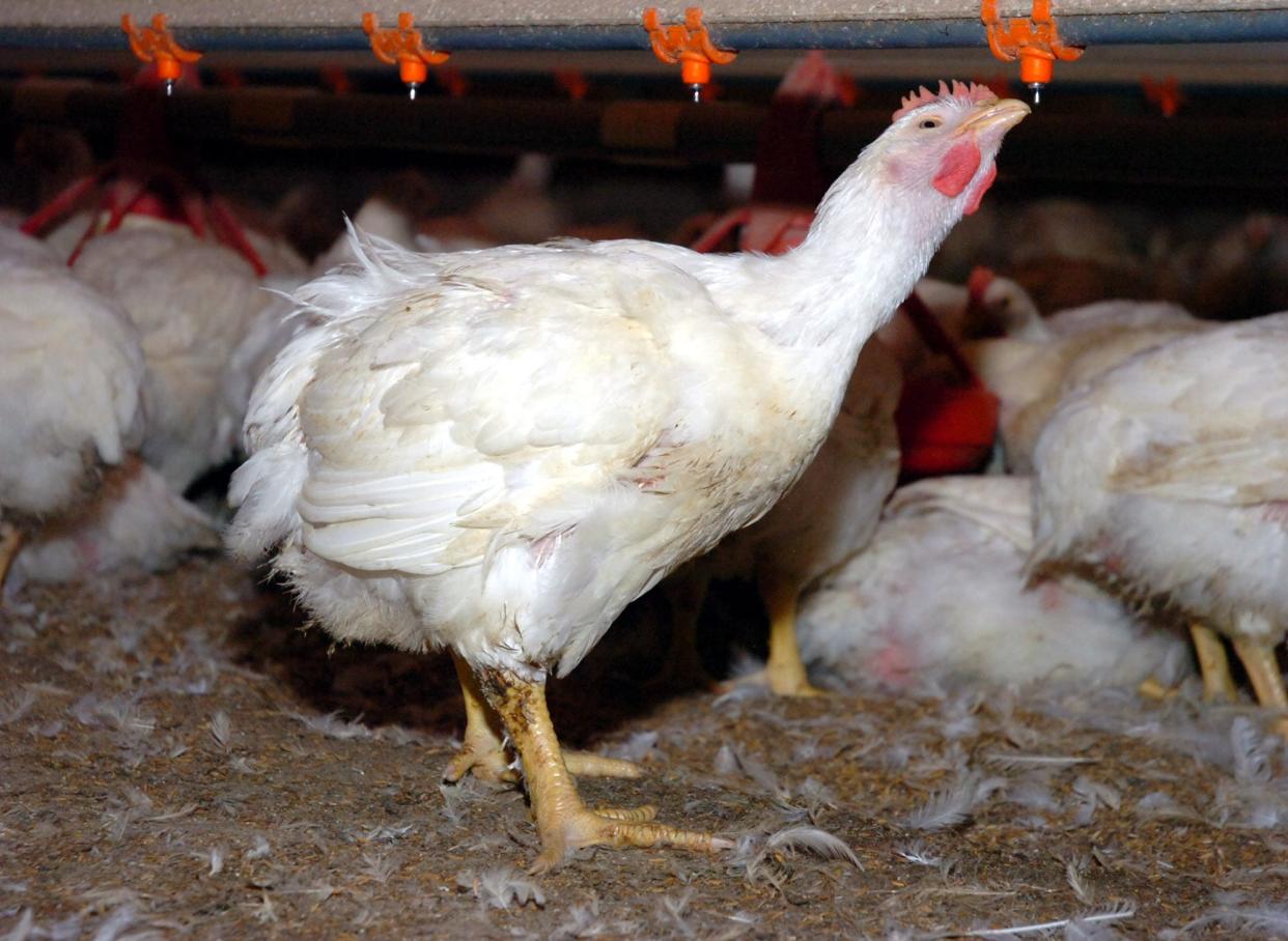 A broiler hen sips water inside a chicken house owned by Gene Pharr in Lincoln, Ark., in this photo from Thursday, June 23, 2005.