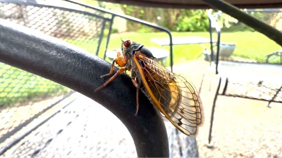 Brentwood cicadas