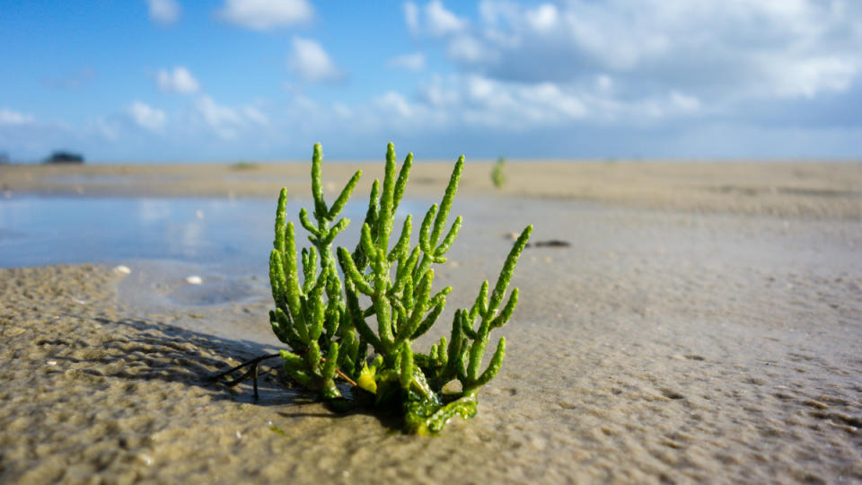 Salicornia, or green salt plant, growing in a sandy shore by water