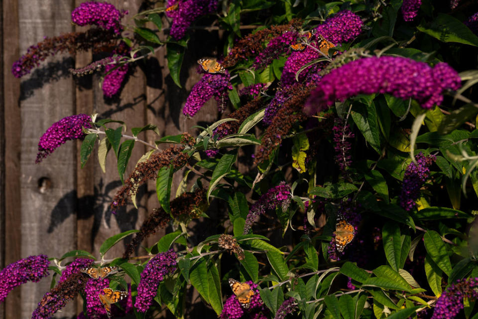 Il consiglio è individuare un luogo soleggiato in cui trascorrere 15 minuti per contare il numero di esemplari visti, per poi segnalare gli avvistamenti online sul sito www.bigbutterflycount.org o tramite la relativa app gratuita Big Butterfly Count. (Getty)