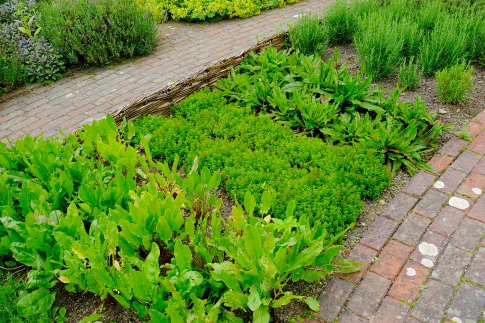 Herbs and greens growing in a patch between brick walkways