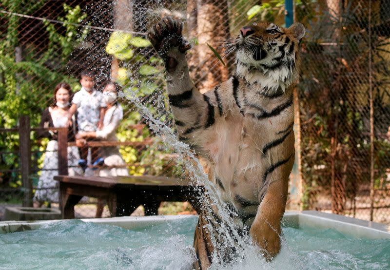 Foto del miércoles de un tigre jugando en el agua en un zoológico en Chaing Mai, Tailandia