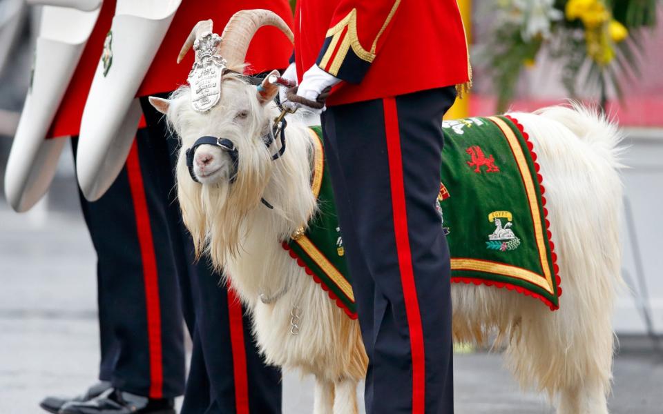 One of the Regimental goats, waiting to be presented with a leek by the Queen in March 2017 - Max Mumby/Indigo/Getty Images