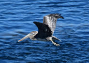 <p>Dieser Pelikan hat sich einen wahnsinnig passenden Hintergrund gesucht. Das satte Meeresblau steht ihm nämlich außerordentlich gut. Braune Pelikane an der pazifischen US-Küste stehen inzwischen aber leider auf der Liste bedrohter Tierarten. (Bild: Eva Hambach/AFP/Getty Images) </p>