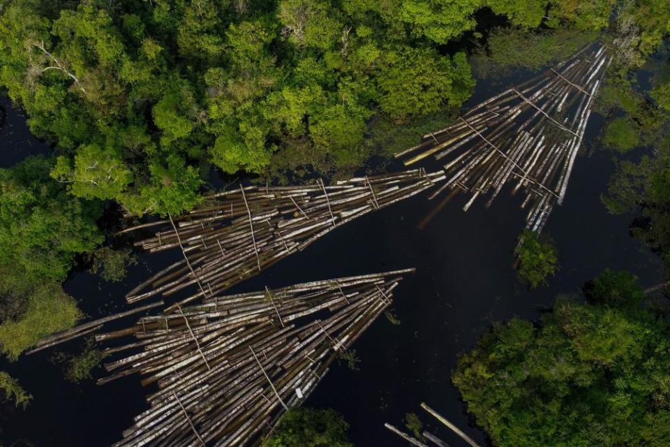 Wood cut from the Amazon rainforest by illegal loggers.