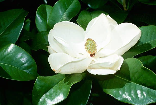 magnolia flower