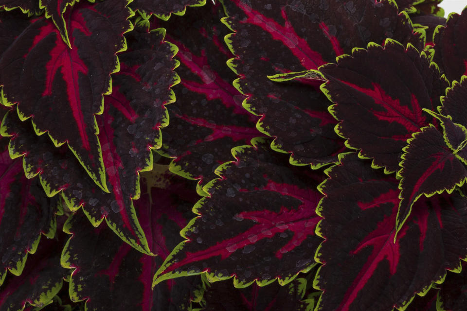 This image provided by Ball Seed shows the dramatic foliage of Talavera Pink Tricolor coleus. (Ball Seed via AP)