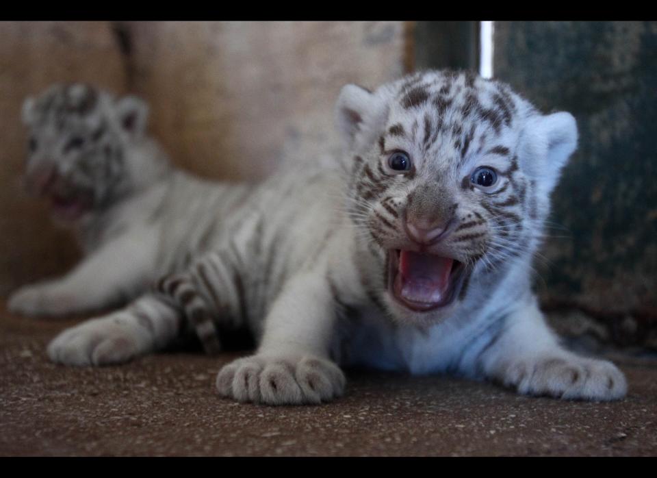 Two-month old white tiger cubs roar at the Attica Zoological Park in Spata, near Athens, Friday, June 29, 2012. (AP Photo/Thanassis Stavrakis)