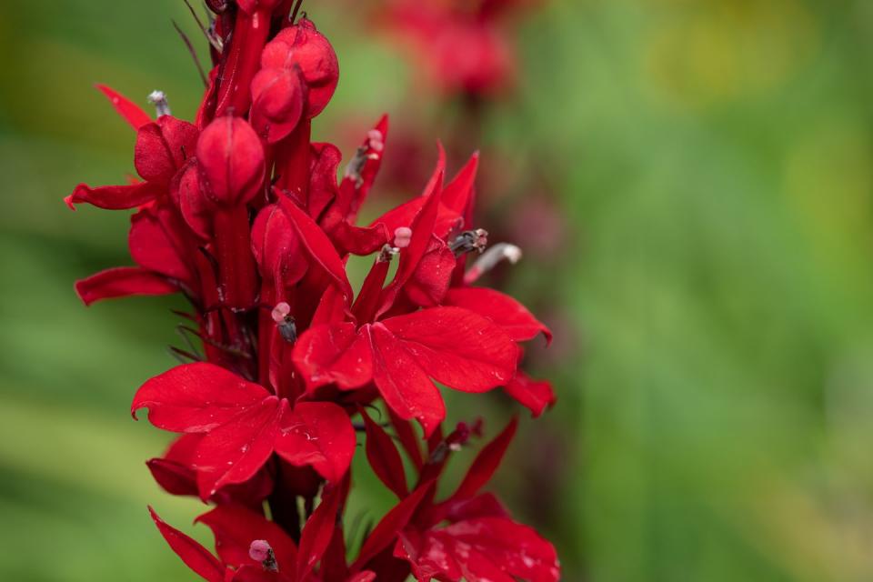 1) Cardinal Flower (Lobelia cardinalis)