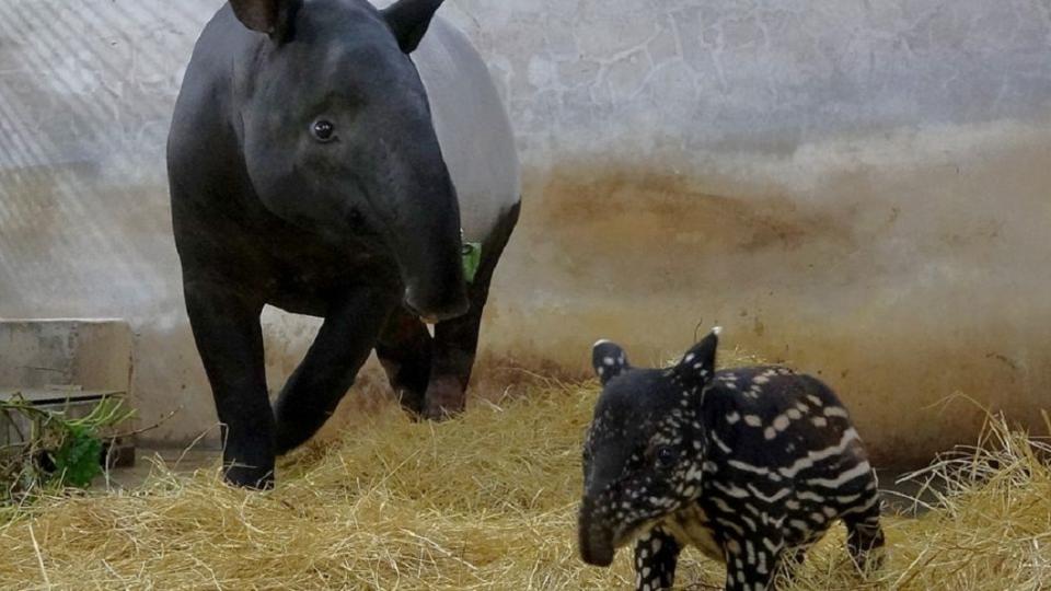 圖／翻攝自台北市立動物園臉書