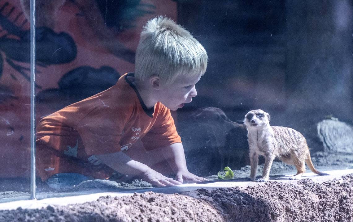 Two-year-old Denver Berntson, visiting the Sacramento Zoo with his family, gets a close look at a meerkat on Wednesday.